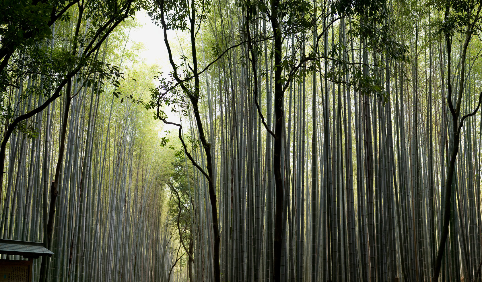BambooForest.jpg