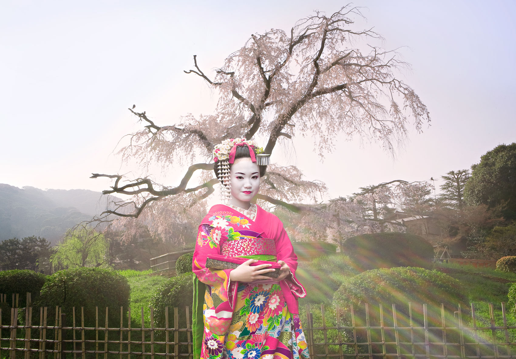 BlossomMaiko.jpg