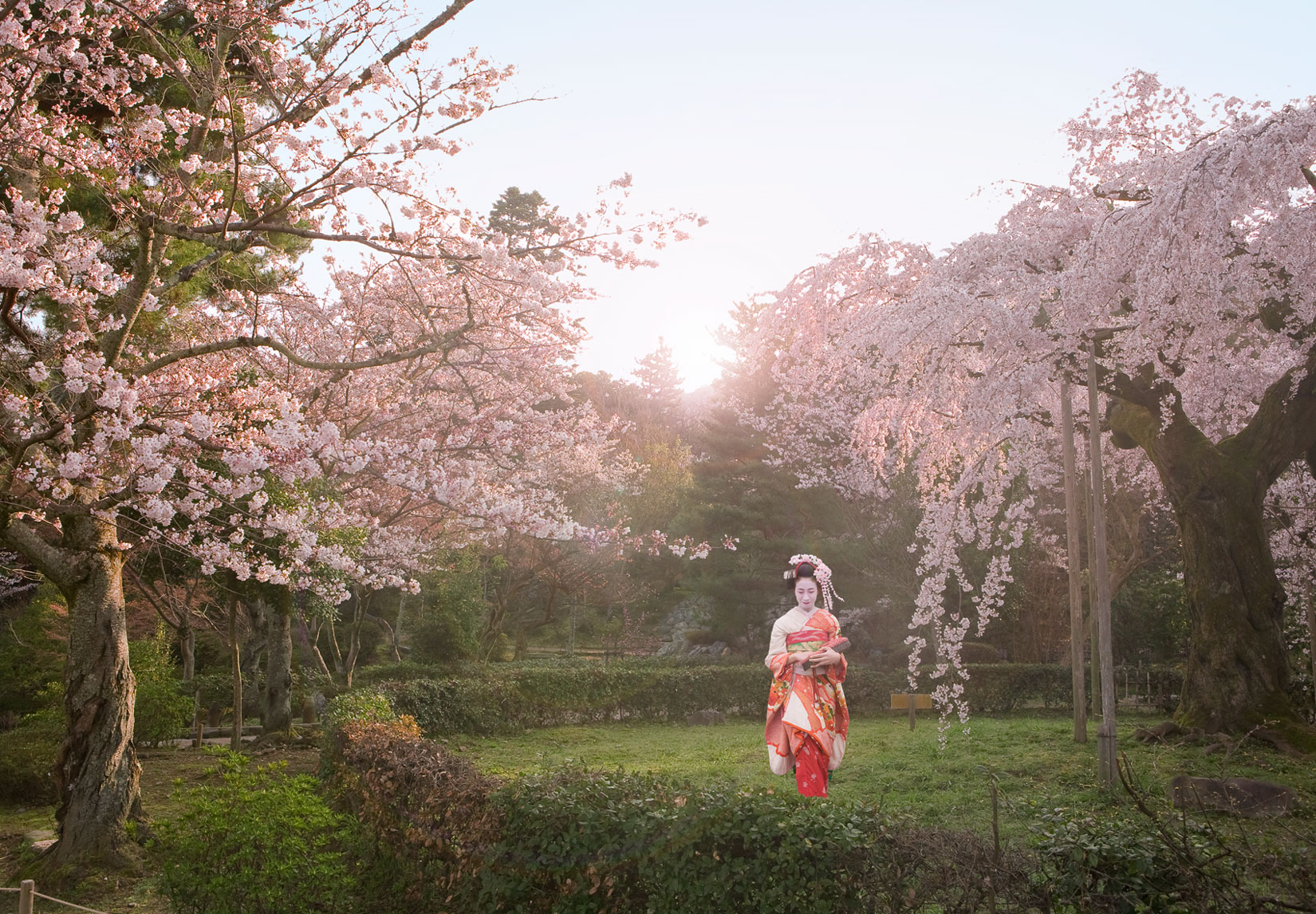 BlossomSunrise.jpg
