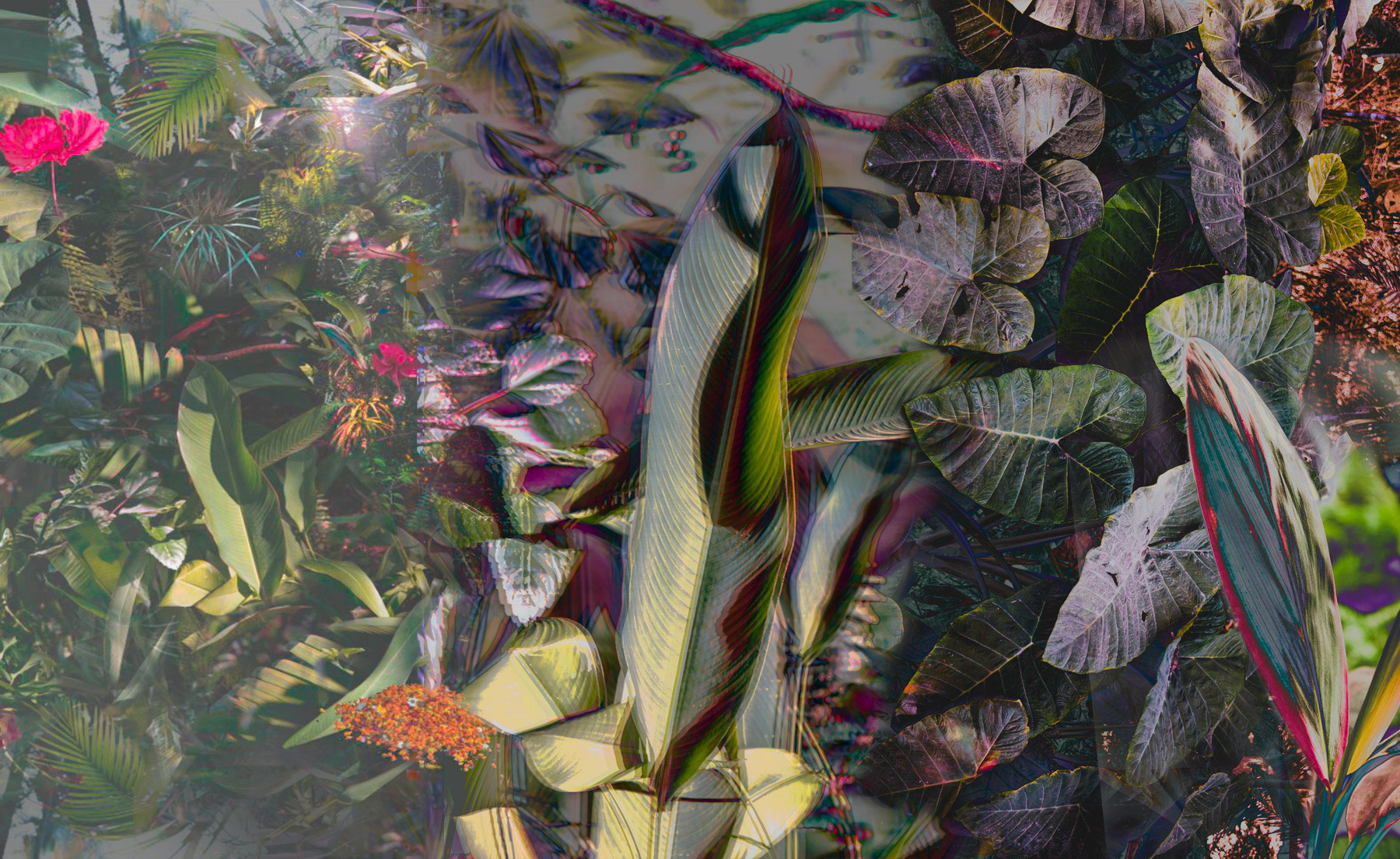 India_44CollageForestMural1_MutualismWIP_KerryShaw_web