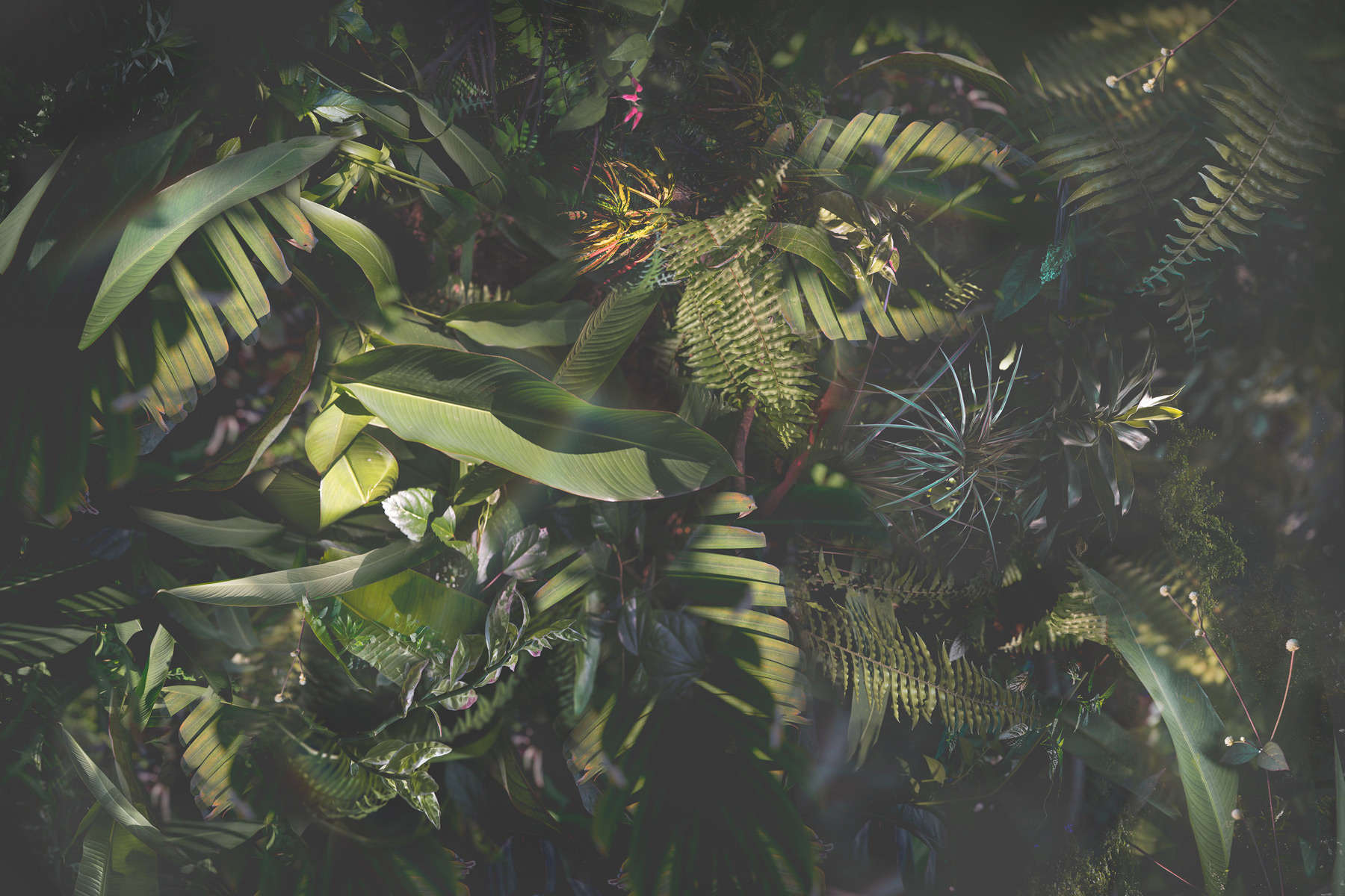Revived when the ferns told me their secret