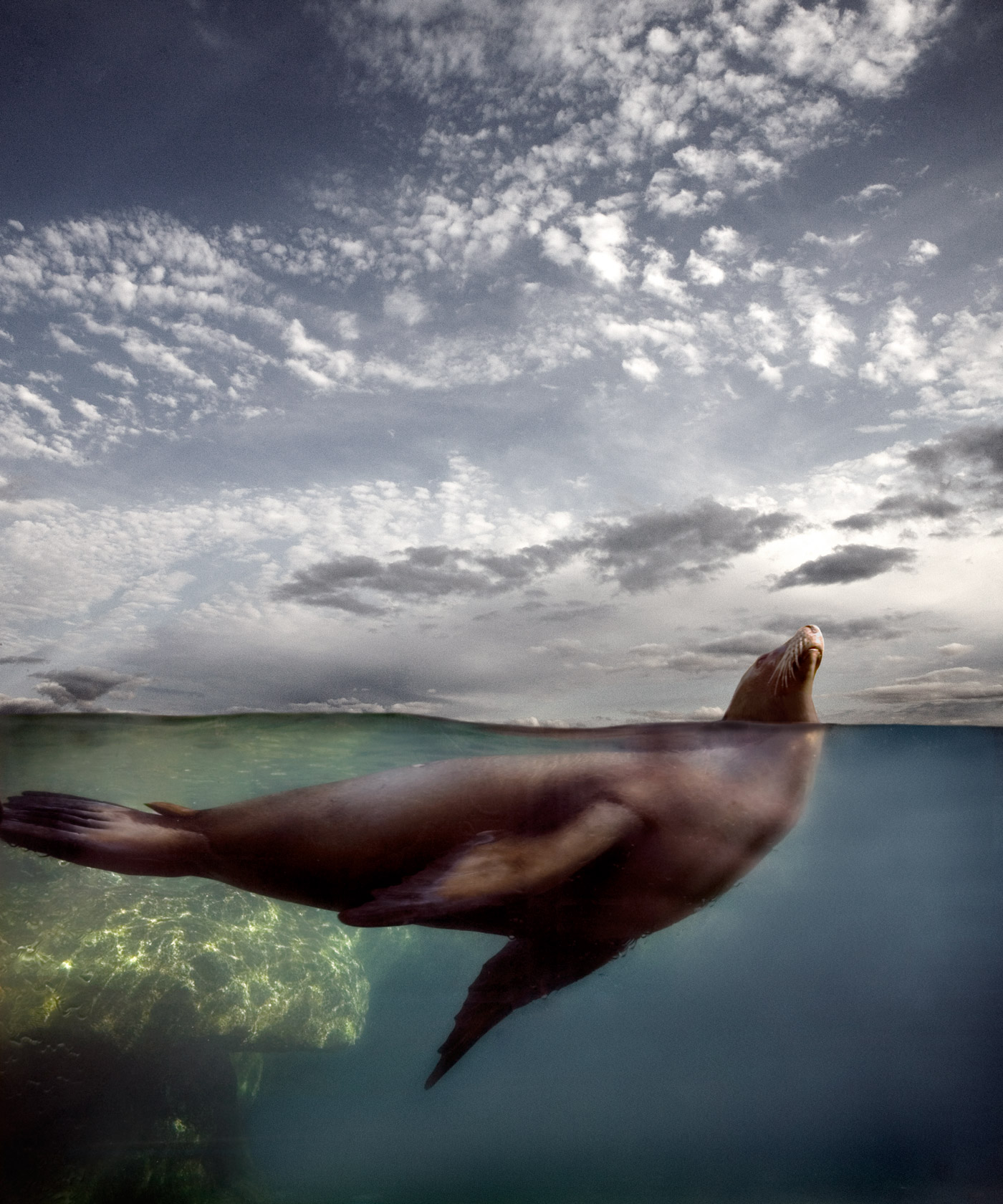 SEALION